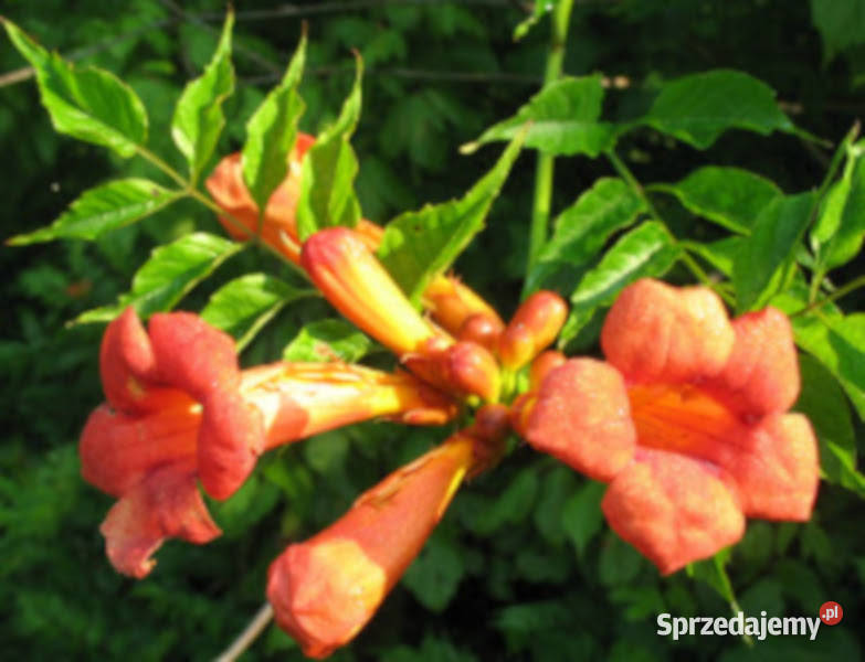 MILIN AMERYKAŃSKI Campsis radicans NASIONA 20000 kujawsko-pomorskie Lubanie