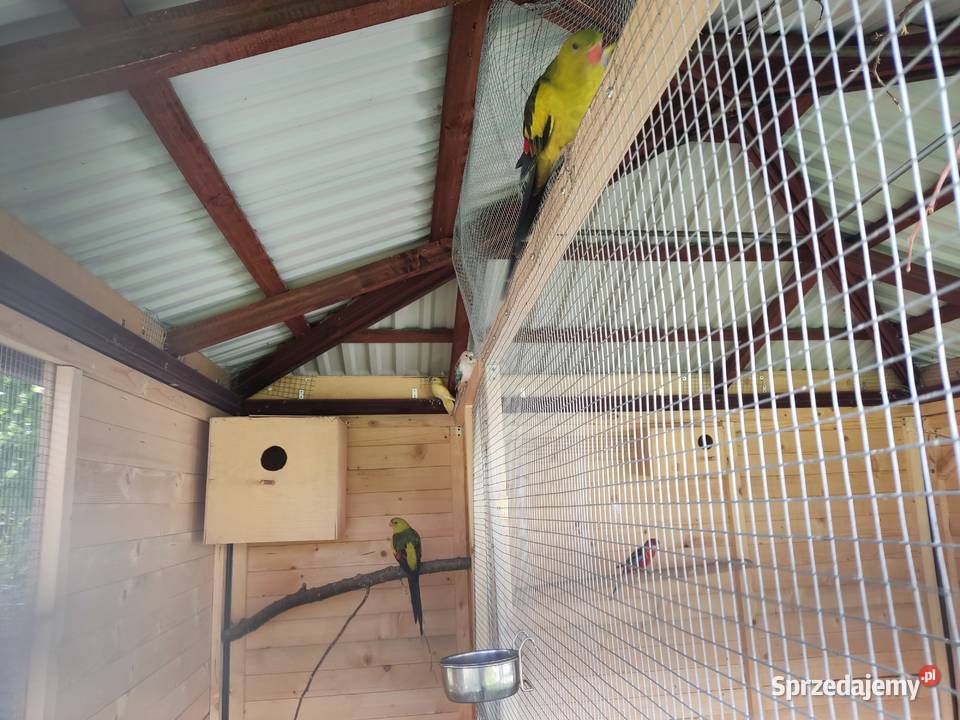 Papuga górska Ptaki Żurawica