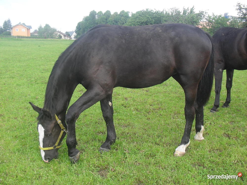 Klacz śląska 15 roku Bielsko-Biała