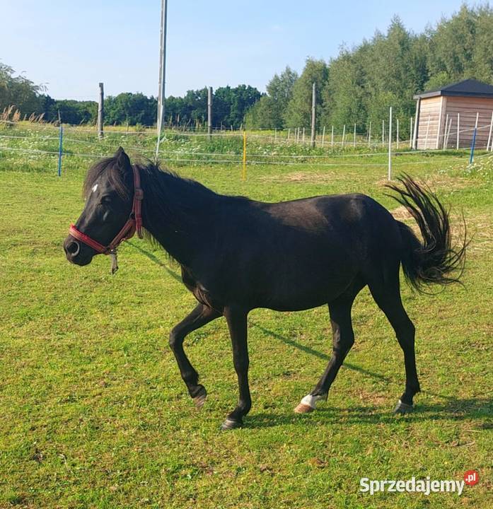 Kucyk wałach Kraków