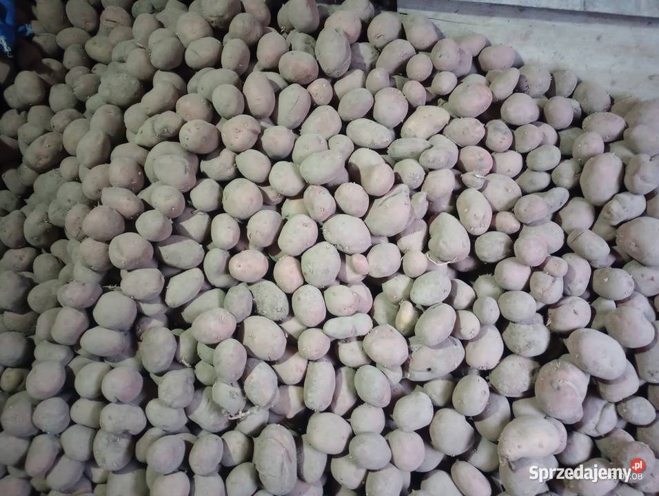 Ziemniaki Belaroza Laura