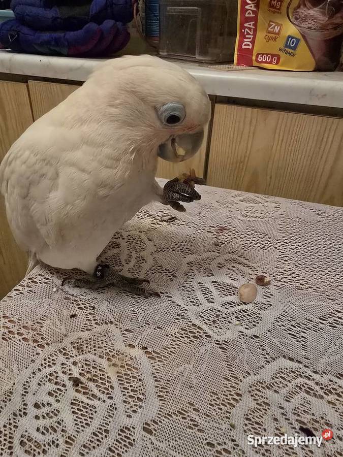 Kakadu Samiczka Warszawa