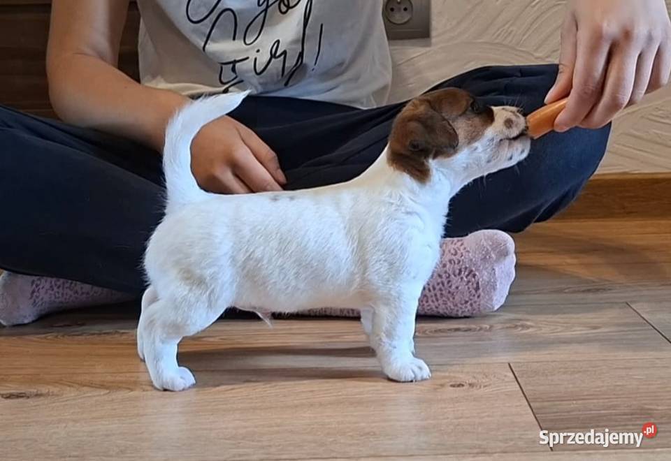 Szczenięta ZKwP FCI Jack Russell Terrier
