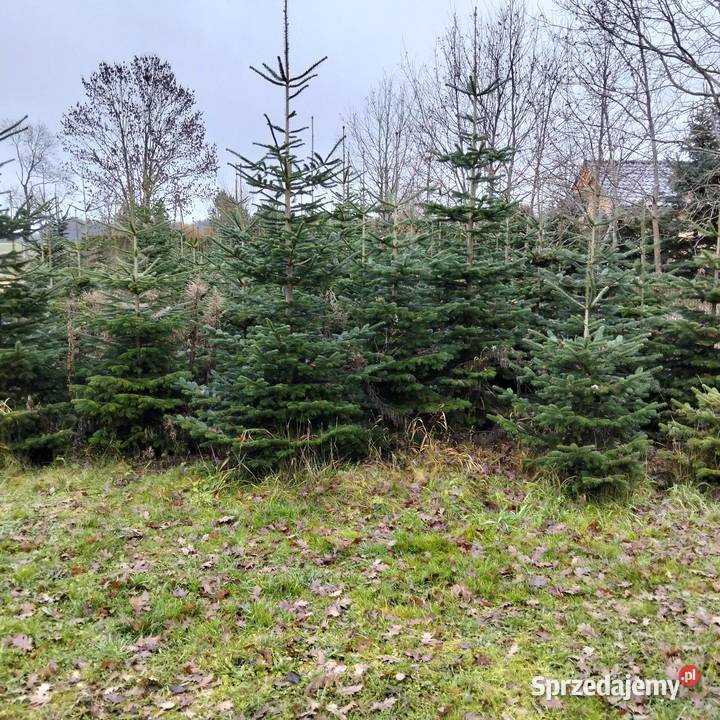 Choinka jodła kaukaska zachodniopomorskie Rzęsna