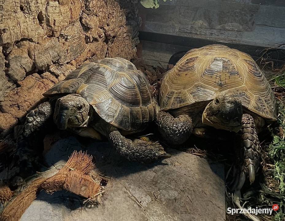 Zestaw 2 żółwie terrarium ReptiZoo z