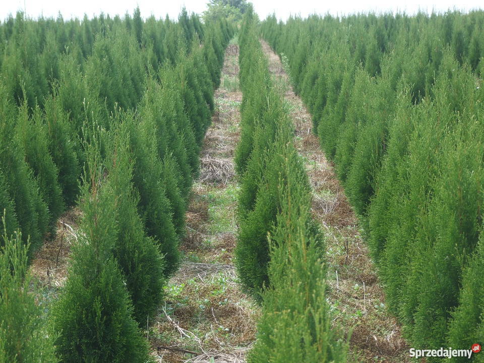 Thuja Tuja SMARAGD 100 15 Rośliny Ostrów Lubelski
