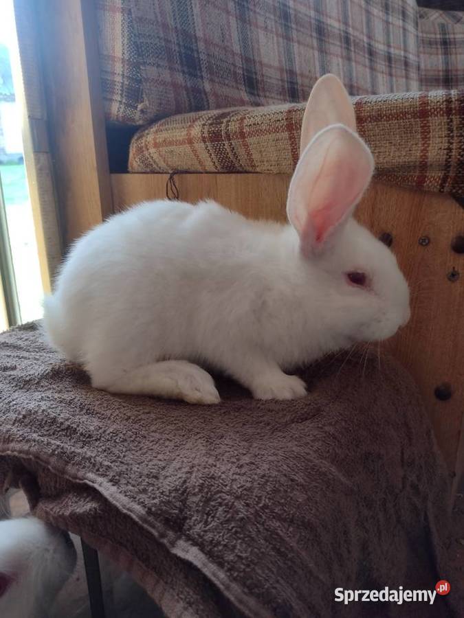 termondzkie białe Łomża sprzedam