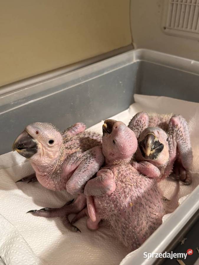 Papuga Ara Ararauna Pupile Rybnik