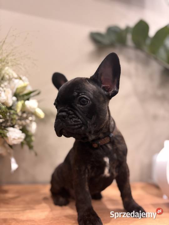 Buldog francuski Węgorzewo
