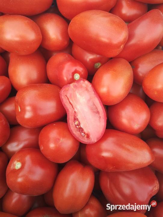 Pomidor gruntowy podłużny