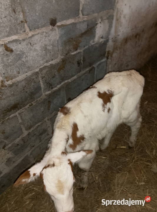 Byczek bez papieru Mzurowa