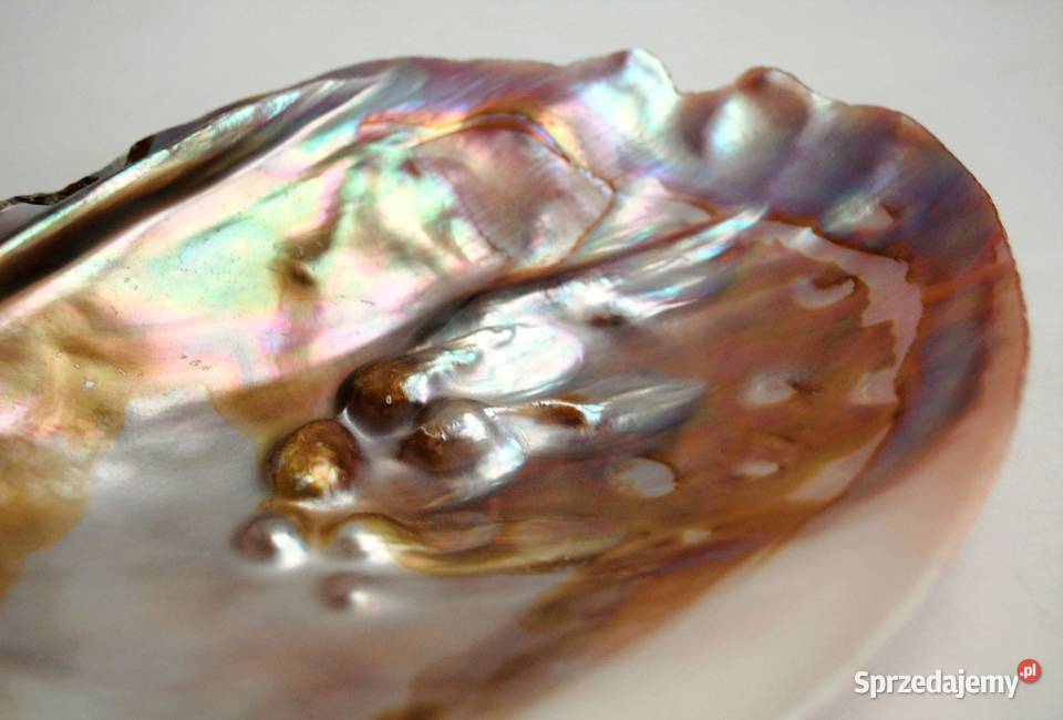 Muszla perłorodna z perłami nienarodzonymi 2 Lublin