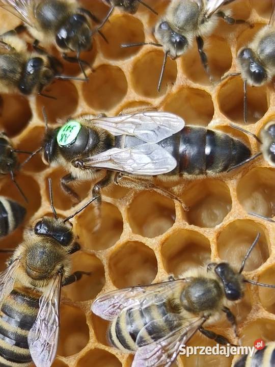 Matki pszczele nieunasienione Hinderhofer z Nieborów sprzedam