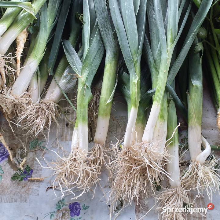 Sprzedam włoszczyznę młodą Warta