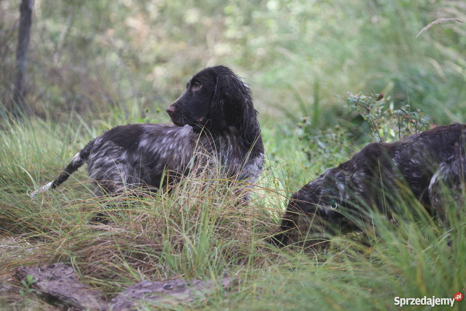 Szczeniaki Polski Spaniel Myśliwski Kadzidłowo