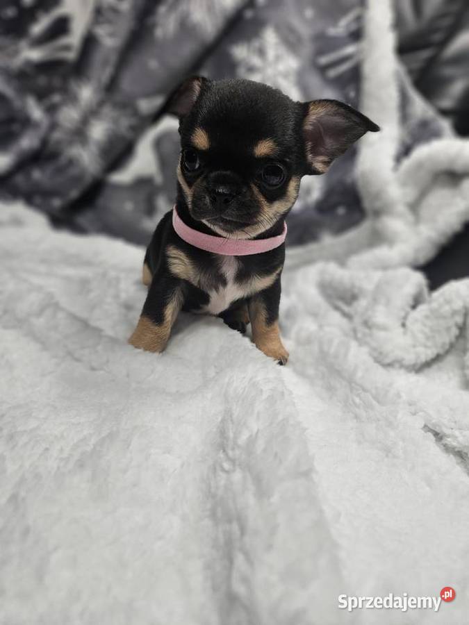 Dziewczynka chihuahua Wrocław