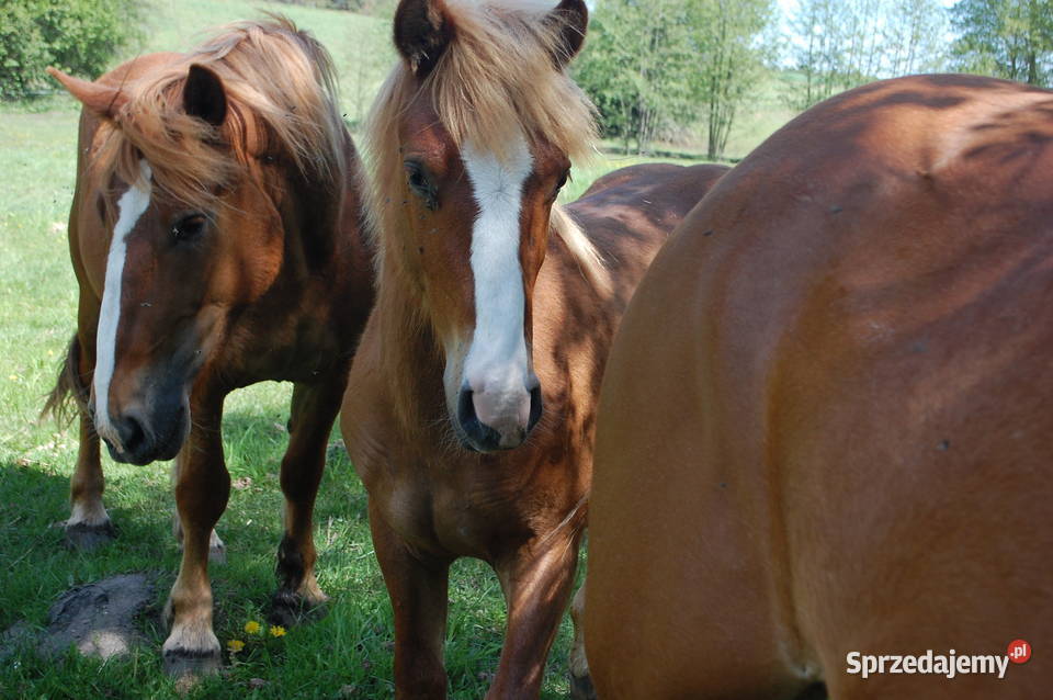 Ogierek pod siodlo, do rekreacji