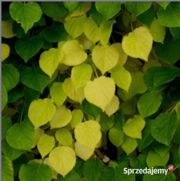 HORTENSJA PNĄCA Petiolaris sadzonki w doniczkach Ustronie sprzedam