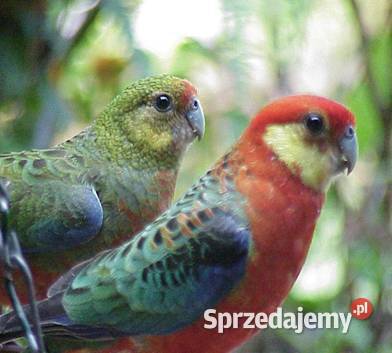 Rozelle żółtolice Hrubieszów