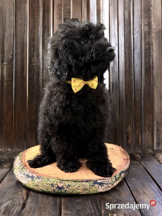 BENEK Pudel Miniaturowy