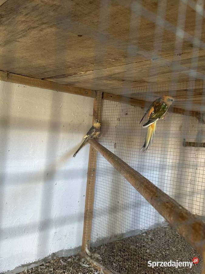 Papugi rozella królewska i świergoty orange szek podkarpackie Kolbuszowa