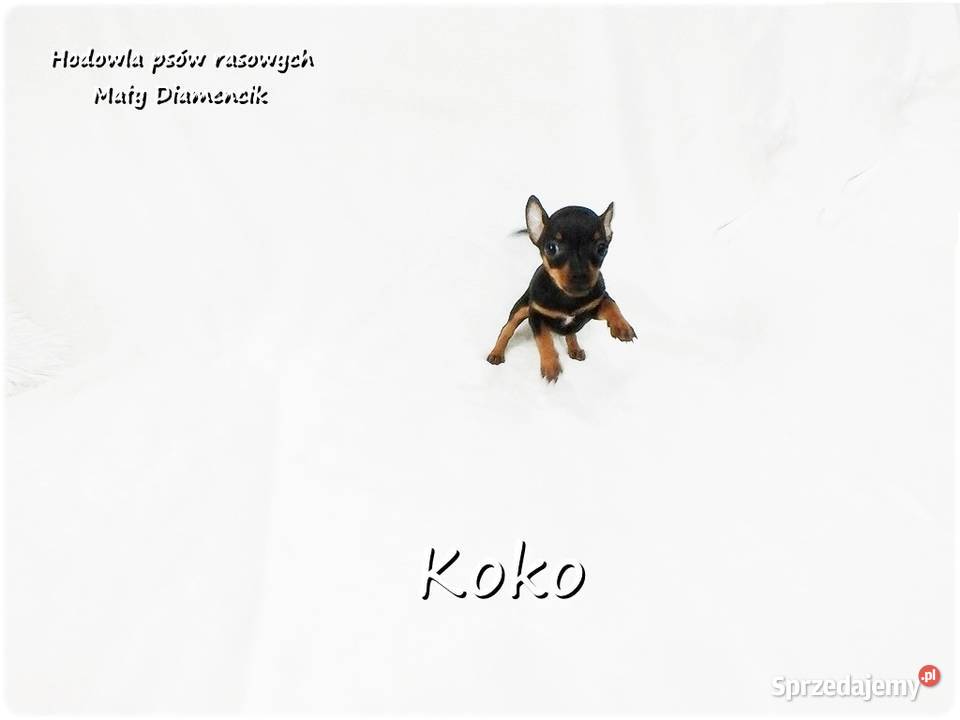 Ultra MINI Sunia KOKO Pinczer miniaturowy Żary