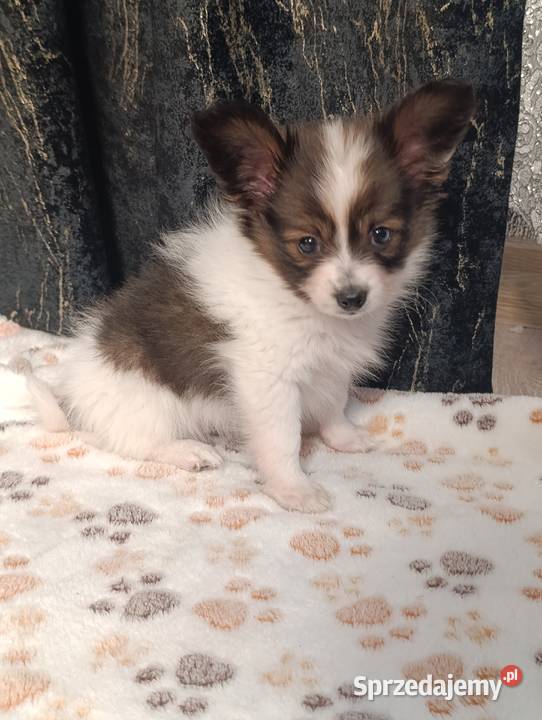 Papillon Spaniel Kontynentalny Szczaworyż