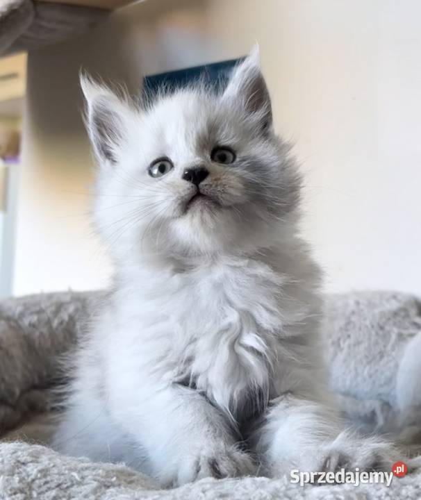 Maine Coon kocurek importach Maine Coon Wińsko