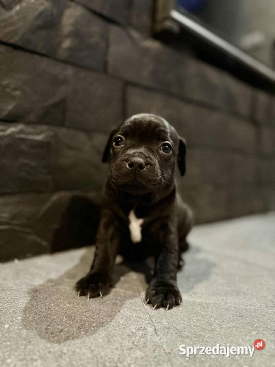 Staffordshire Bull Terrier Stafik Staffik Zwierzęta Zabrze