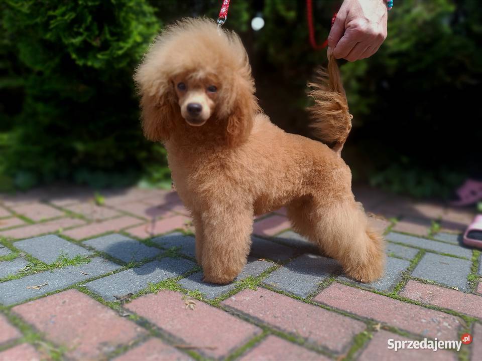 Pudel Toy chlopchik z dokuments FCI
