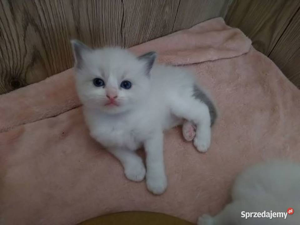 Ragdoll puchate kociaki Wrocław