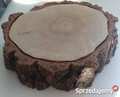Duży Plastry drewna brzoza 45 gr11 na stolik odcienie brązowego Rybnik