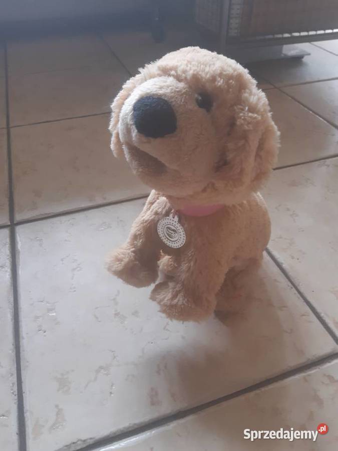 Pies interaktywny na baterię Łódź