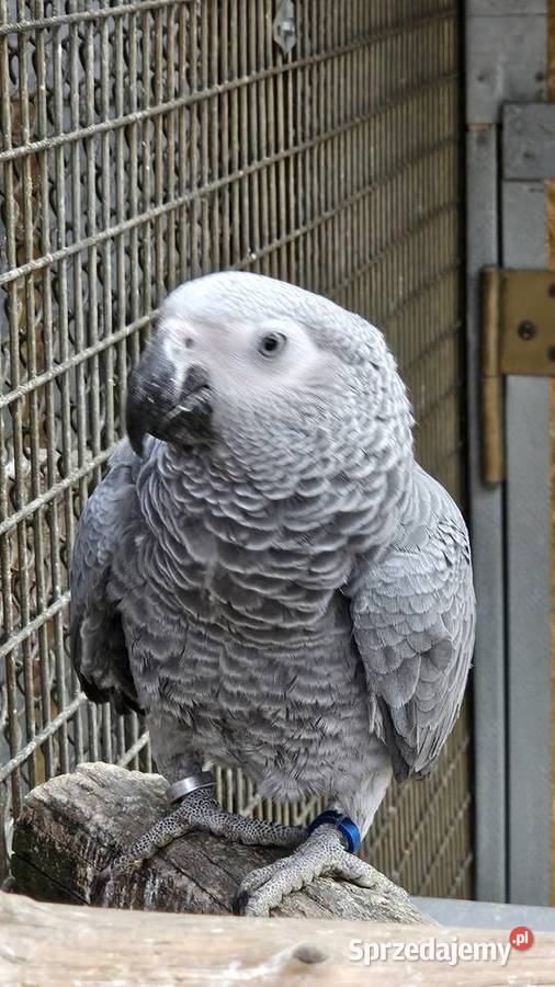 Żako kongijskie Bydgoszcz sprzedam