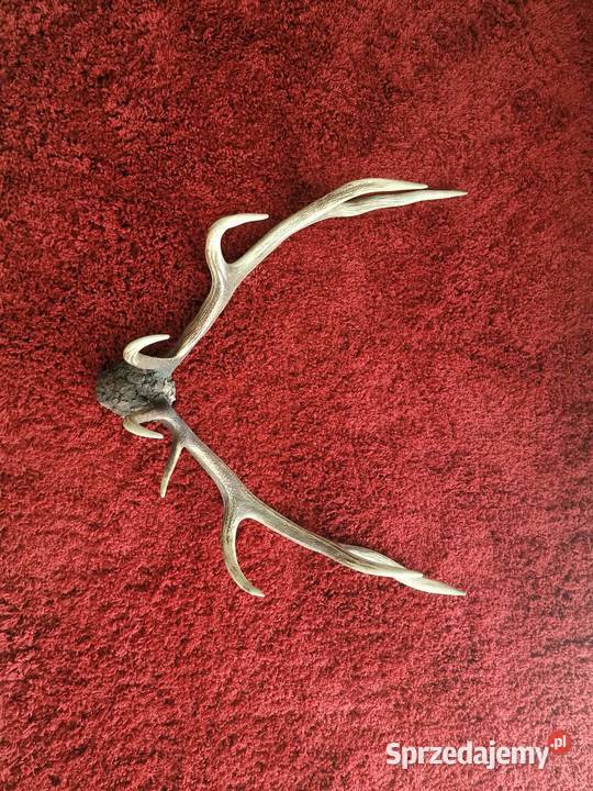 ROGI POROŻE OKAZJA Nowy Sącz