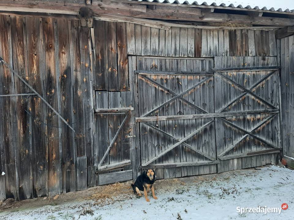 Stara stodoła na deski Grabów nad Pilicą