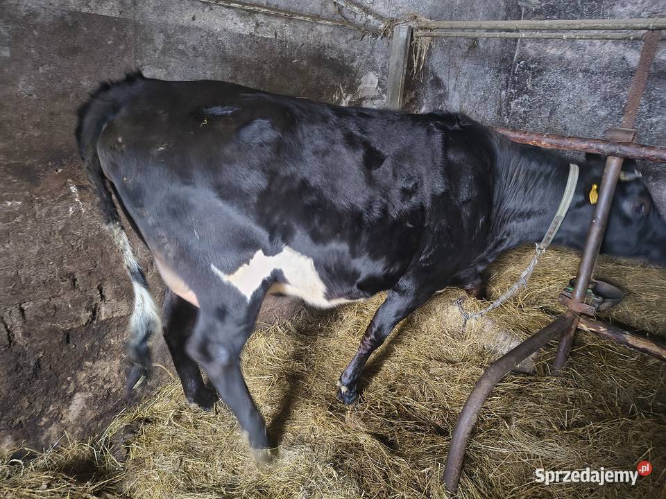 Sprzedam jałówkę Kadzidło