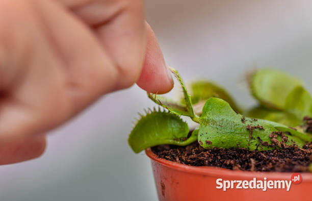 Dionaea muscipula w akcji dynamiczne pułapki