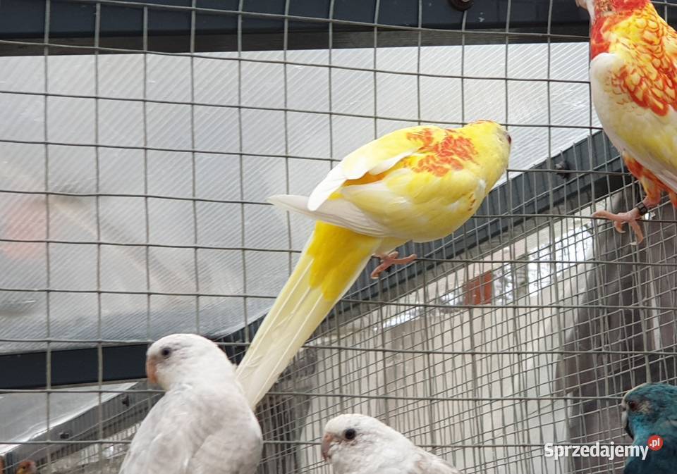 Świergotka Rubino Samica Zwierzęta Pszczew