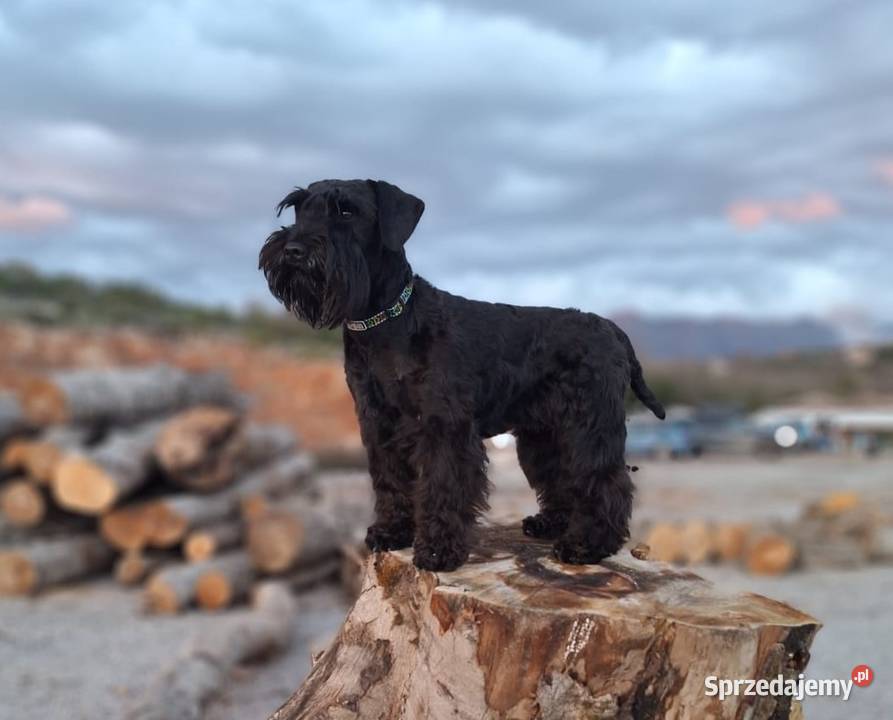 Sznaucer miniaturowy Psy mazowieckie