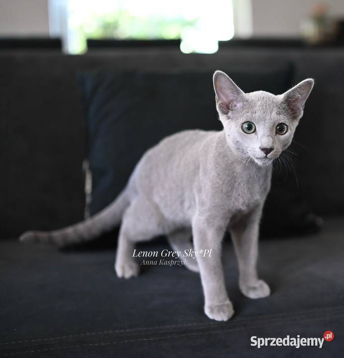 Kocurek Lenon Rosyjski Niebieski Rybnik