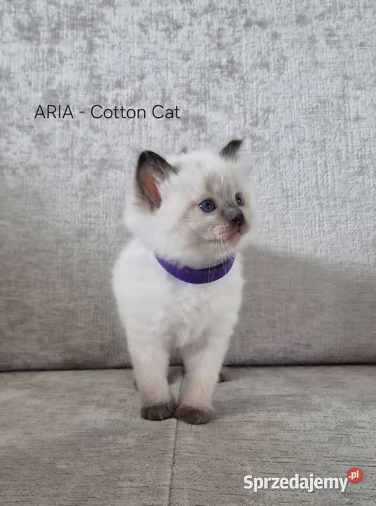 Ragdoll 6cio tygodniowe cuda Siedlce
