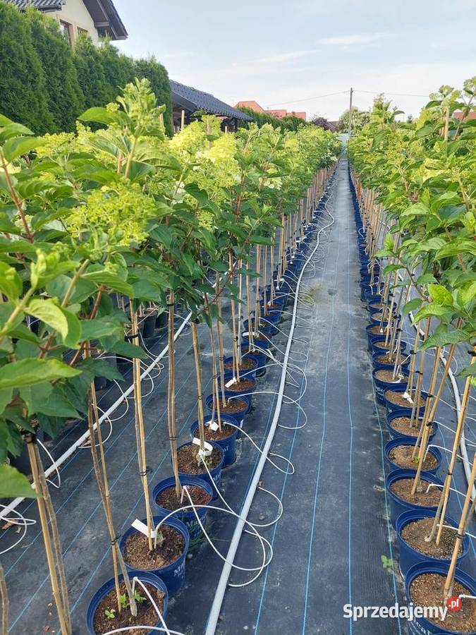 Hortensje Bukietowe na pniu hurt sprzedam Tarnobrzeg