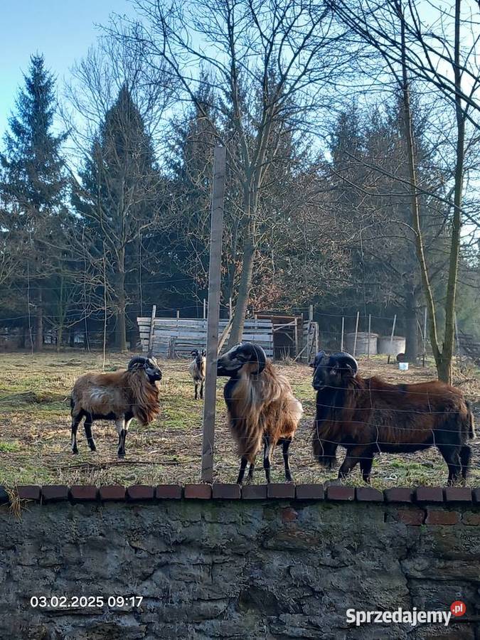 Owce barany tryki kameruńskie Paczków