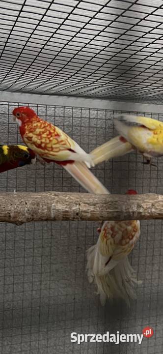 Rozelle królewskie 2025r 1500 Sośnicowice