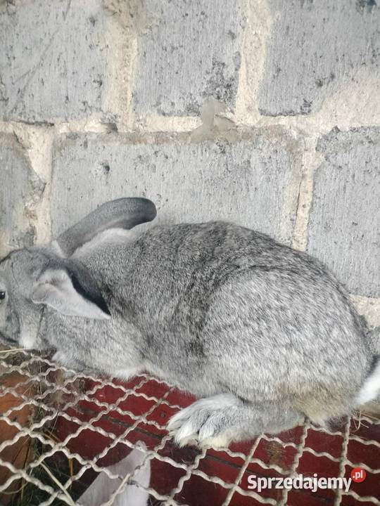 Samiec Belg Olbrzym Słupia