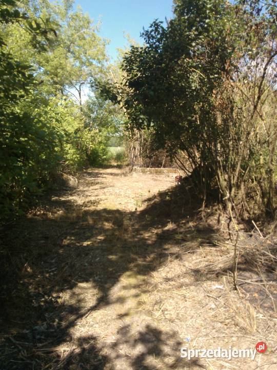 Działka siedlisko Sprzedaż Ciechanowiec