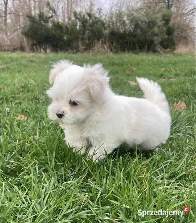 Maltańczyk piesek Maltańczyk Psy Raczyce