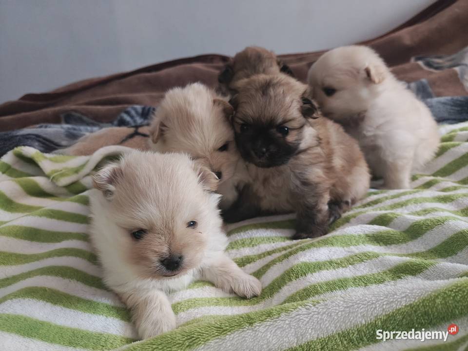 Szpic Miniaturowy zachodniopomorskie