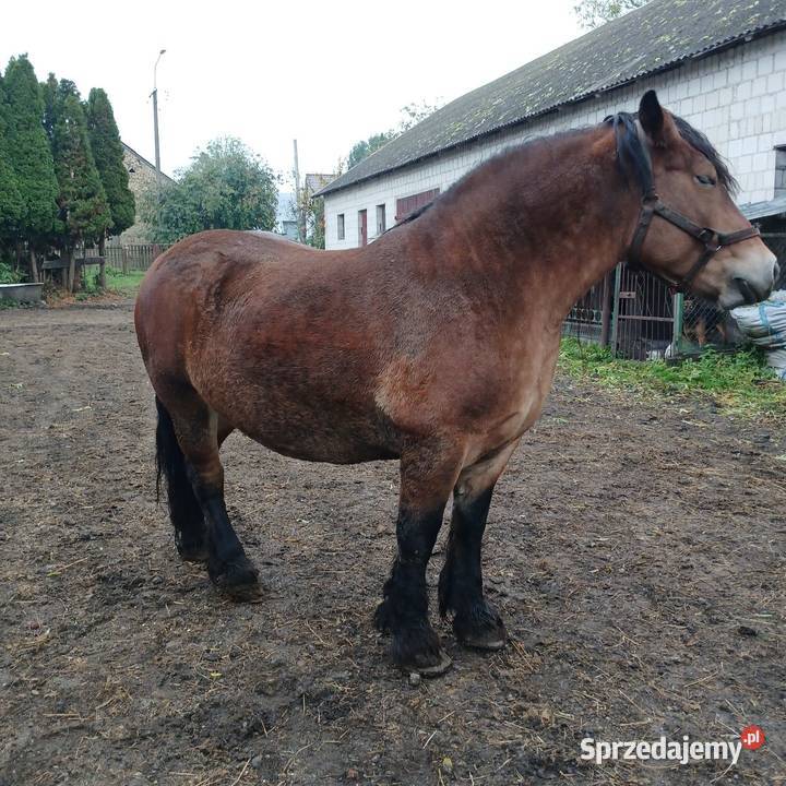 Sprzedam klacz Konie Waniewo sprzedam